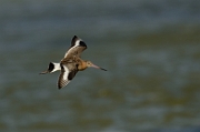 Black-tailed godwit